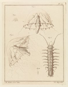 Leptomeduse et un cloporte d