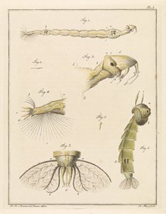 Larve de chironome - Robbert Muys