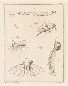 Larve de moustique plumeux - Robbert Muys