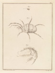 Araignée rouge - Robbert Muys