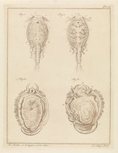 Crustacé et mollusque - Robbert Muys