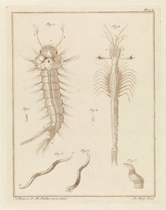 Moustique, trompette de Slabbers et un ver - Robbert Muys