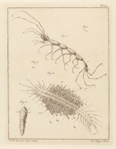 Petit tuberculeux et un ver de brosse - Robbert Muys