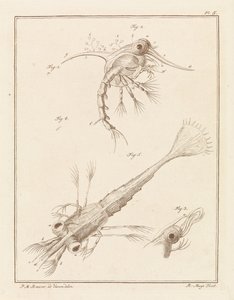 Deux stades de développement de la larve de crabe de plage - Robbert Muys