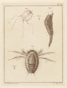 Différents animaux marins - Robbert Muys