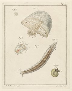 Divers animaux marins - Robbert Muys