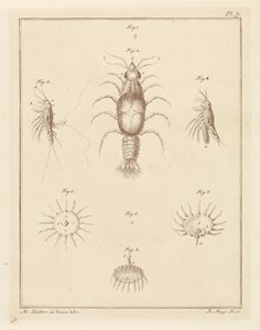 Divers animaux marins - Robbert Muys