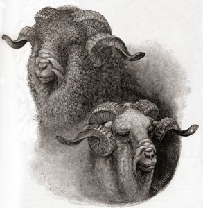 Tête de bélier mérinos comparée avant et après la tonte, tiré de The Century Illustrated Monthly Magazine, publié en 1884 - Robert Antoine Muller