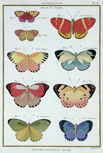 Papillons de 