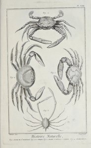 Crabes, illustration de 