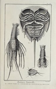 Crustacés, illustration de 