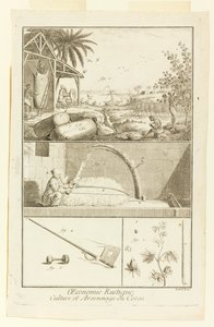 "Culture et Arsonnage du Coton" de l