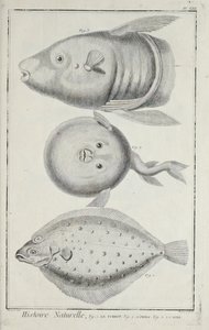 Illustration du 