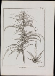 Diagramme marin de fleurs, c.1810