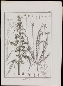 Diagramme marin de fleurs, vers 1810