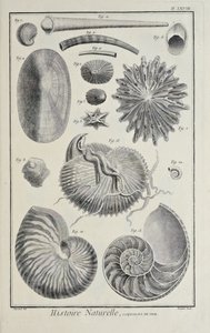 Coquillages marins, illustration du 