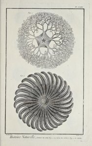 Étoiles de mer, illustration de 