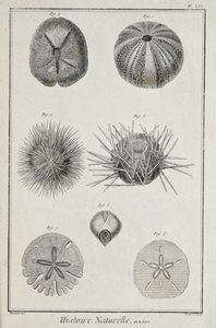 Hérissons, illustration de 