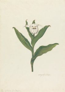Sabot de la Vierge (Cypripedium Canadense, Calceolus Maria)