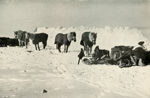 Poneys derrière leur abri dans le camp sur la barrière, 1911