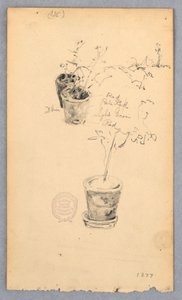 Dessin, pots de fleurs, 1877 - Robert Frederick Blum