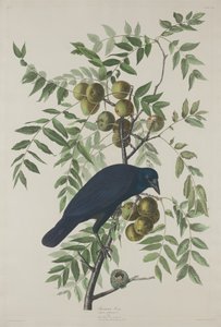 Corbeau américain, 1833 - Robert Havell