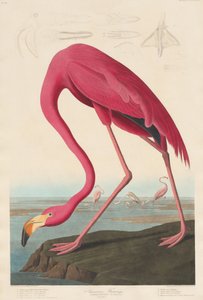 Flamant américain