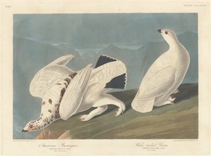 Lagopède américain et tétras à queue blanche, 1838