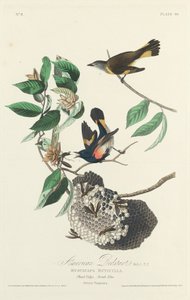 Paruline flamboyante, 1828