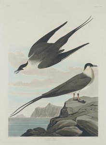 Jager arctique, 1835