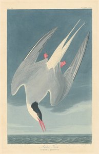 Sterne arctique