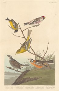 Siskin d