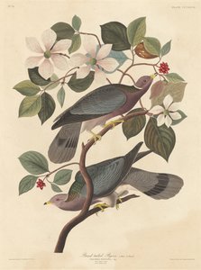 Pigeon à queue barrée, 1837