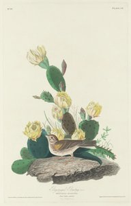 Bruant à ailes bay, 1830