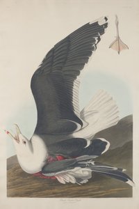 Goéland à dos noir, 1835