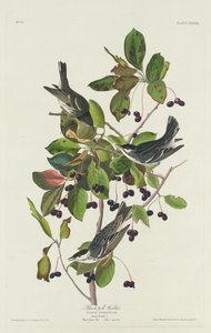 Paruline rayée
