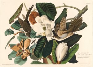 Coulicou à bec noir, 1828 - Robert Havell