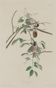 Mésange à tête noire