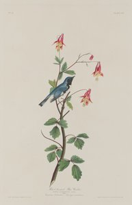 Paruline bleue à gorge noire, 1832 - Robert Havell