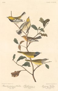 Paruline à gorge noire, Paruline à gorge orangée et Paruline des ruisseaux, 1837