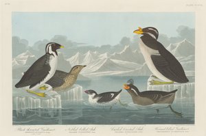 Guillemot à gorge noire, pingouin à bec en forme de bouton, pingouin à crête bouclée et pingouin à bec cornu, 1838 - Robert Havell