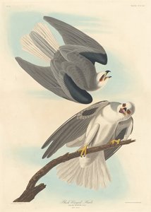 Faucon à ailes noires (1837) - Robert Havell