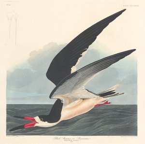 Bec-en-ciseaux noir, 1836 - Robert Havell