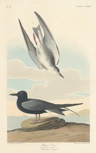 Guifette noire, 1835