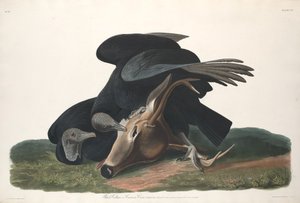 Vautour noir, 1831 - Robert Havell