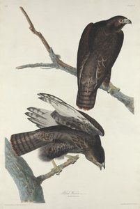 Guerrier Noir, 1830