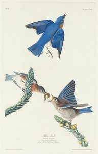 Oiseau bleu