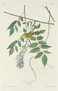 Paruline jaune aux yeux bleus - Robert Havell