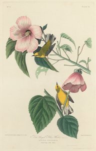 Paruline jaune à ailes bleues, 1827