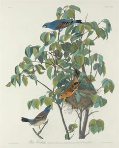 Guiraca bleu, 1831